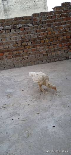 Hera aseel