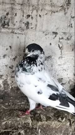 Breeder kabootar