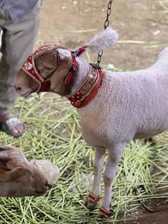 cute sheep for sale