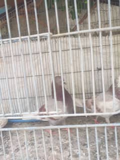 Patti waly kabooter for sale ha