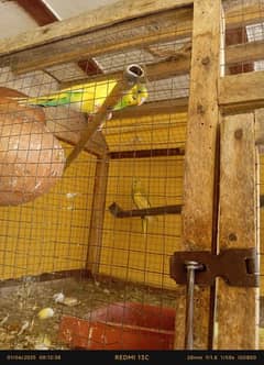 6 Australian Parrot