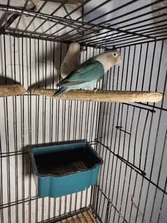 Albino