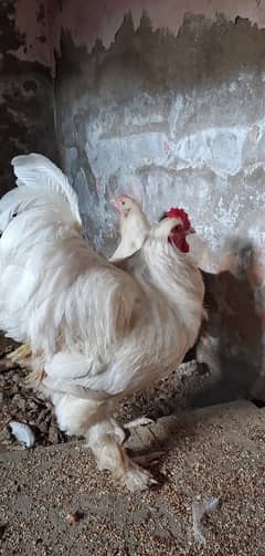 Brahma