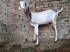 One Goat Bakri and One Female ship chatri