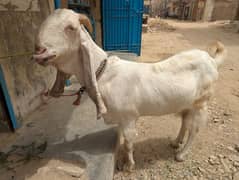 Gulabi Pregnant bakri