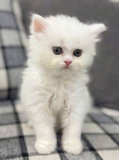 kitten for sale