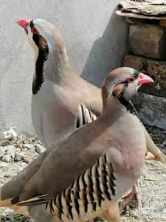 chakor