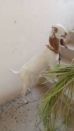 qurbani ki path