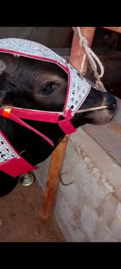 Qurbani 2025