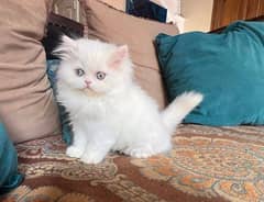 Persian kittens