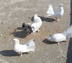 Fancy luka pigeons