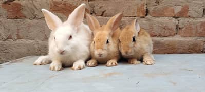 Flemish