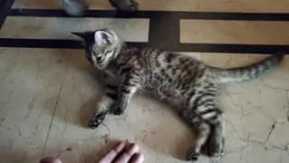 3 persian kitten for adoption