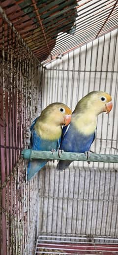 Lovebird Pair for Sale