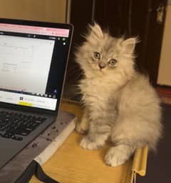 Persian Cats available in Lahore