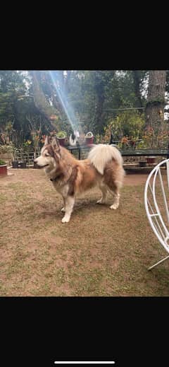 Siberian husky