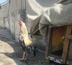 Aseel top quality , mainwali,lassani female