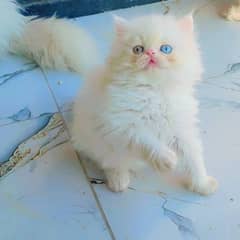 punch Face Persian Kitten