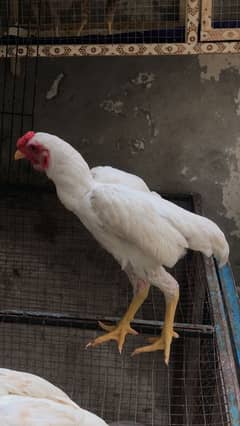 aseel/shamo/Hens males for Sale in reasonable price