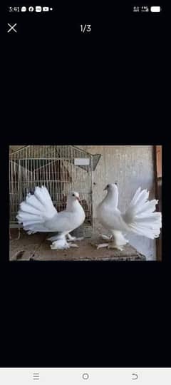 young breed pair