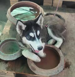 *Siberian