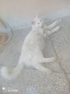 Full Persian cat