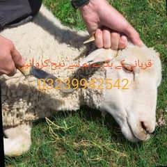 Aasan Aur Saaf Zibah Service – Qurbani Ke Bakre Hum Se Karwayen