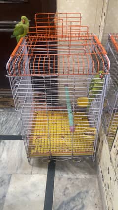 2 parrots ha male ha hand tuam ha talking b karty ha mood nay