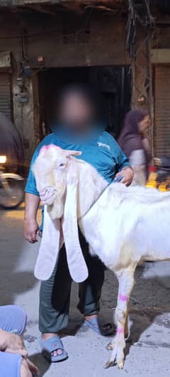 Bakra for Qurbani