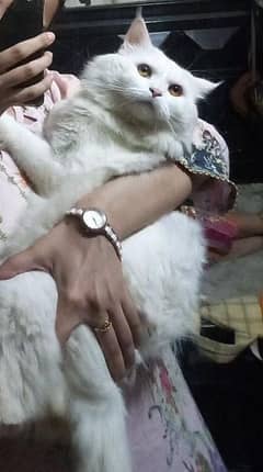 For Mating Male Cat Double Coat Dragon Eyes