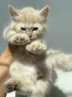 Persian kittens