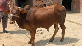Bachra