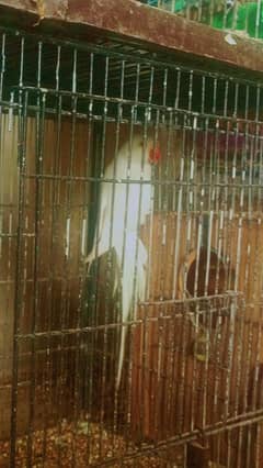 white Ringneck