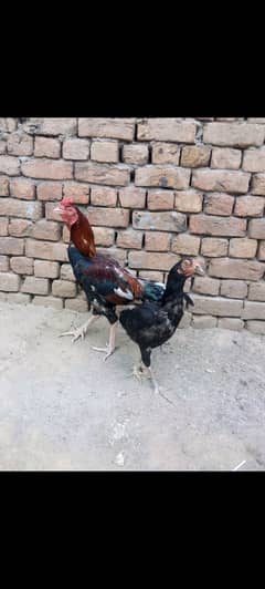 Mianwali Aseel Breeder Pair Murga