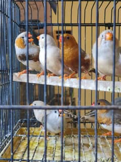 Orange Breast OB split Zebra Finch