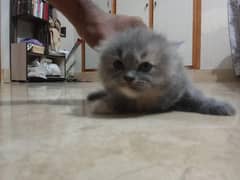 persian
