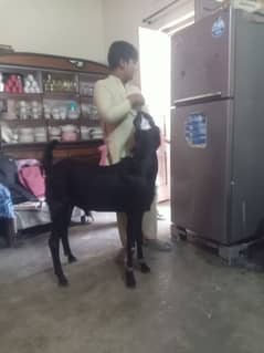 Bakra for sale Eid ul aza 2025