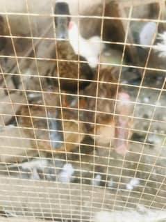 ducks(american haki cambells)