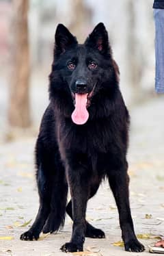 German