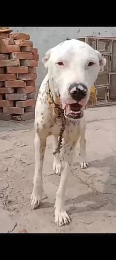 Pakistani bully gultiar mix breed dog