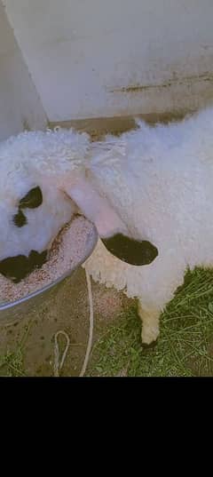kajla dumba qurbani Ka 55 kg