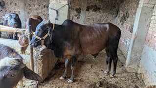 bachra