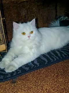Persian triple coat semi punch female