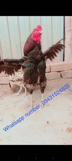 aseel mianwali lakha murga