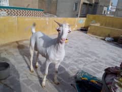 2 Dant khassi Teddy