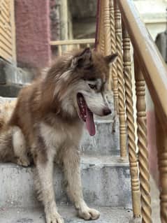 Husky