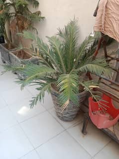 Full size healthy plants with Full Size concrete fancy pots