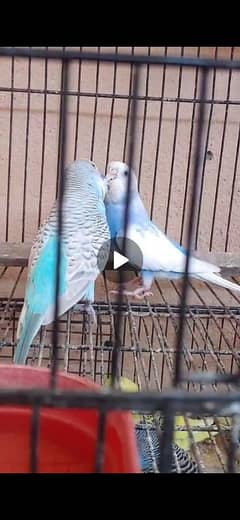 Budgies