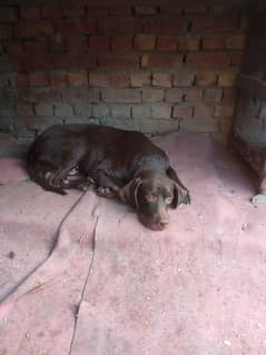 pointer dog