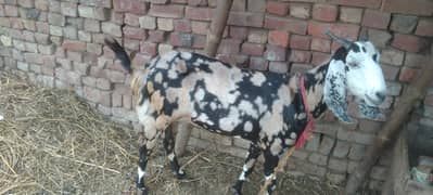 Black and white goat